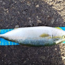 ツバスはぐいぐい