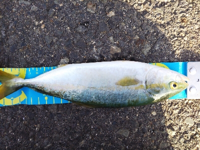 ツバスはぐいぐい