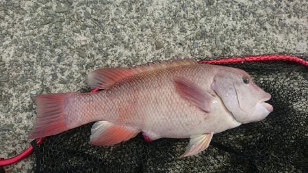 なぜかコブダイ