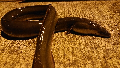 ウナギとアナゴとメバル