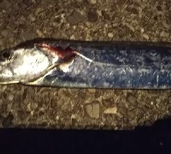 タチウオ ナイトワインド