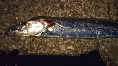 タチウオ ナイトワインド