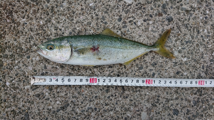 朝練！ツバス狙いで！