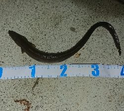 カレイ＆アナゴ＆その他