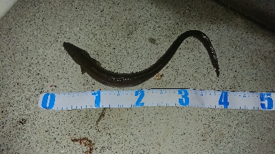 カレイ＆アナゴ＆その他