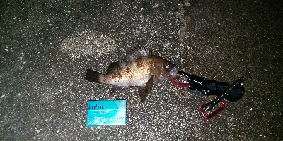 アコウを求めて