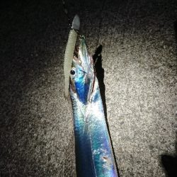 太刀魚沸いています❗