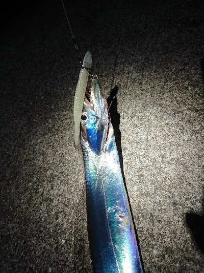 太刀魚沸いています❗