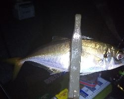 オールでアジング！