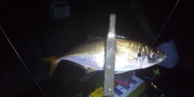 オールでアジング！