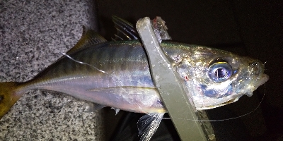 ばくちょー(^^)/