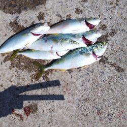 久々の爆釣(ツバスだけど)