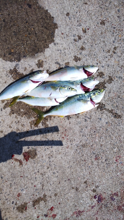 久々の爆釣(ツバスだけど)