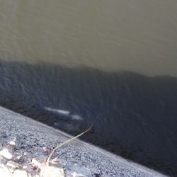 暑くなり引きが強い