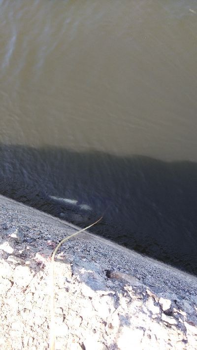 暑くなり引きが強い