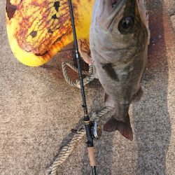 停泊船 バラシ過ぎです