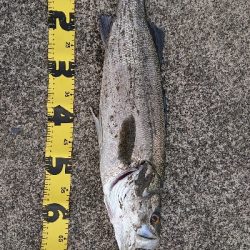 久しぶりのシーバス