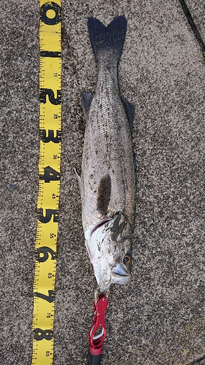 久しぶりのシーバス