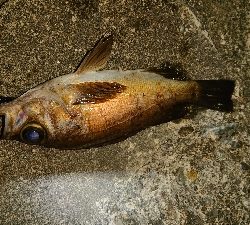 メバリング成立！