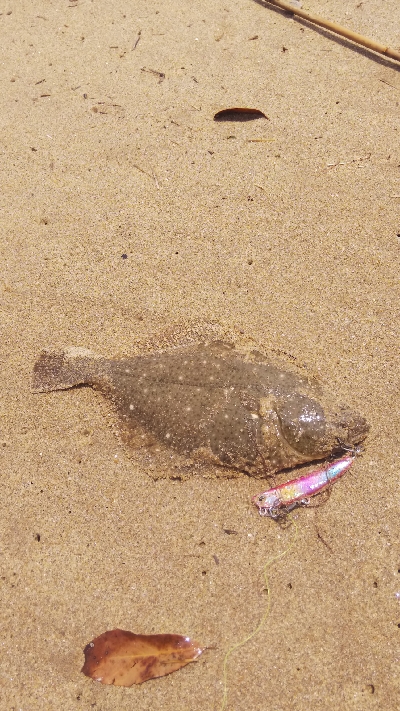 マゴチ釣れない