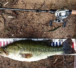 グッドコンディション