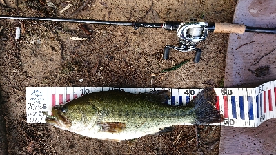 グッドコンディション