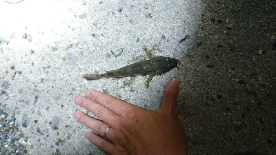 仕事帰りにハゼの夜釣り