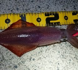 仕事終わりエギング