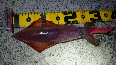 仕事終わりエギング