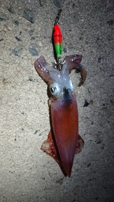 仕事終わりのケンサキ狙い