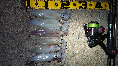 仕事終わりのケンサキ狙い