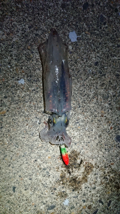 仕事終わりケンサキ狙い