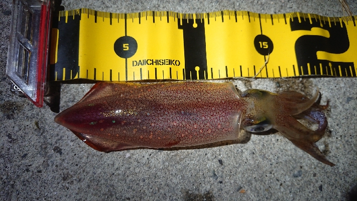 仕事終わりケンサキエギング