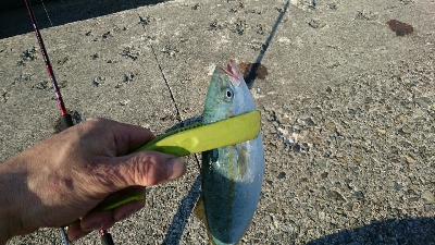 かわいい物釣り