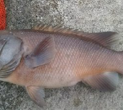 久しぶりに釣れた