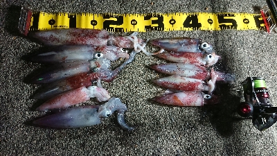 仕事終わりケンサキエギング