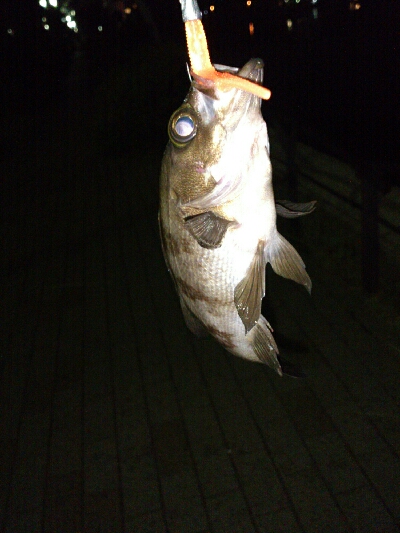 久々にアカメバル？？