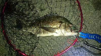 ブッコミ釣りでクロダイ