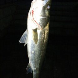 6/23(日)の釣果。シーバス (フッコ) 54cm × １