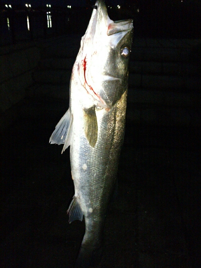 6/23(日)の釣果。シーバス (フッコ) 54cm × １