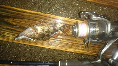 今日も懲りずに