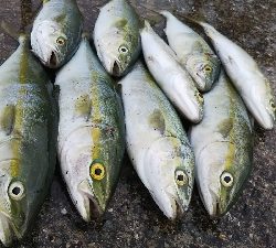 ツバス祭継続中‼️