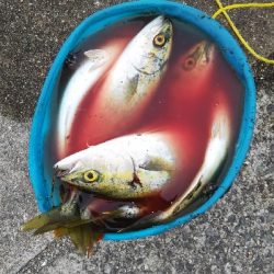 ツバス祭継続中