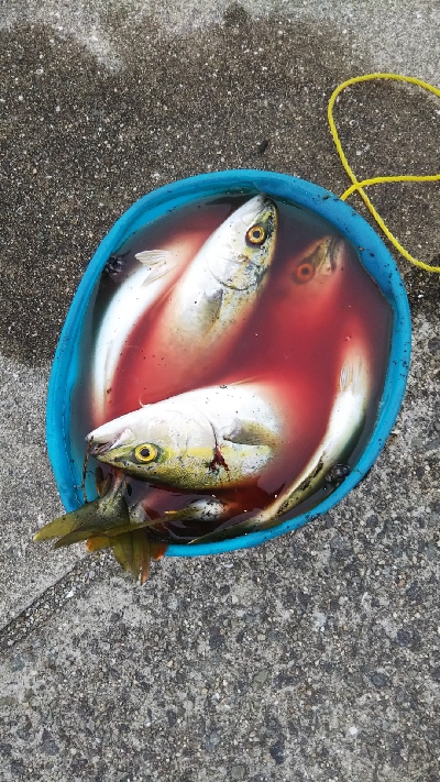 ツバス祭継続中