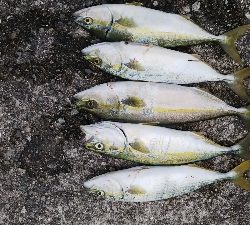 渋くなってきた。