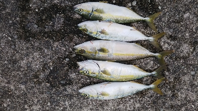 渋くなってきた。