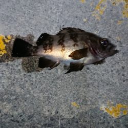 ウィードエリアにて