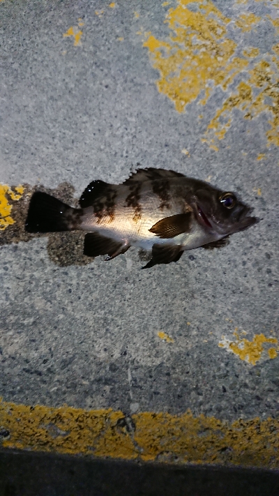 ウィードエリアにて