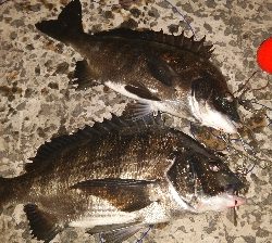 夜釣りシーズン入り!!