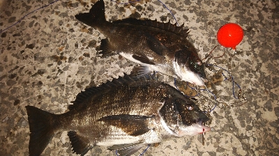 夜釣りシーズン入り！！